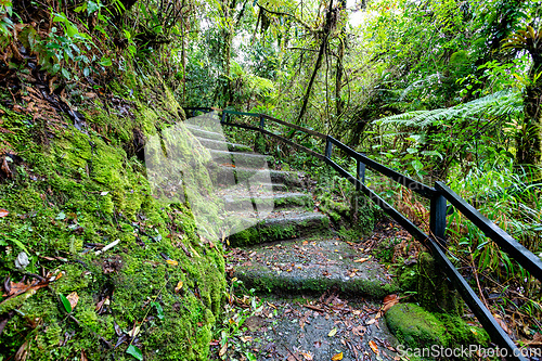 Image of Rainforest in Tapanti national park, Costa Rica