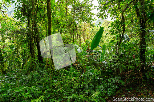 Image of Rainforest in Tapanti national park, Costa Rica