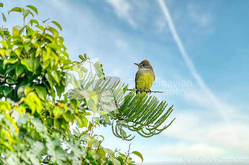 Image of Tropical kingbird, Tyrannus melancholicus. Quepos, Manuel Antonio National Park wilderness. Wildlife and bird watching in Costa Rica.