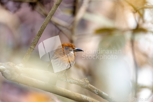 Image of White-whiskered Puffbird, Malacoptila panamensis, Costa Rica