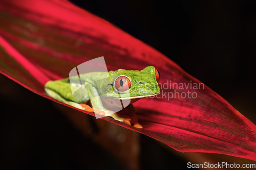 Image of Red-eyed tree frog (Agalychnis callidryas) Cano Negro, Costa Rica wildlife