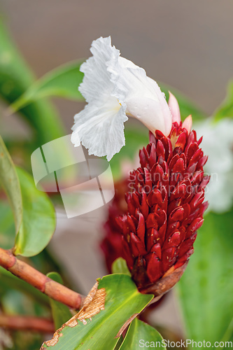 Image of Alpinia purpurata will grow in rainforest of Costa Rica. Quepos