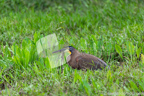 Image of Bare-throated tiger heron, Tigrisoma mexicanum. River Rio Bebedero, Palo Verde National park Wildlife Reserve, Costa Rica wildlife