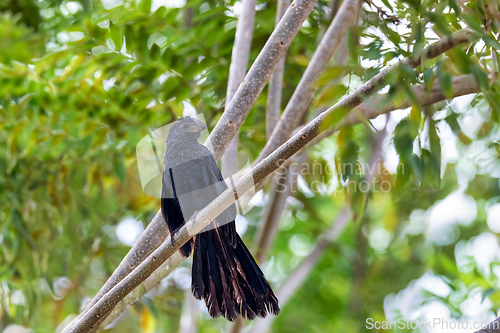 Image of Bird, groove-billed ani, Crotophaga sulcirostris, Guanacaste Costa Rica