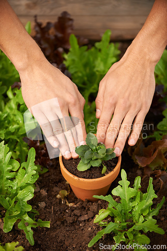 Image of Closeup, hands and plant in pot for gardening, hobby or reaction activity in nursery. Nature, growth and development of vegetables for sustainability, cultivation and agriculture in greenhouse