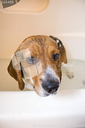 Image of Beagle Dog in the Bathtub