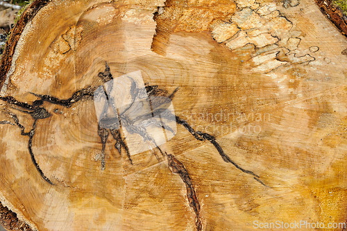 Image of Close-up view of a tree stump showing growth rings and bark text