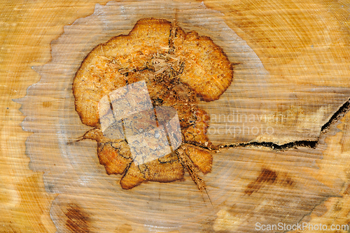 Image of Detailed close-up of tree ring patterns and crack on a cut wood 