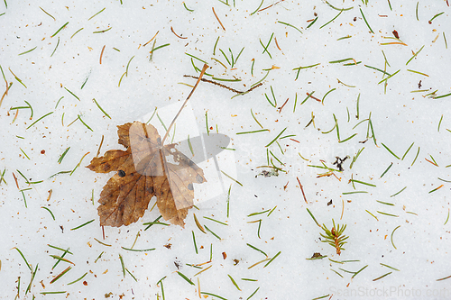 Image of Autumn leaf resting on fresh snow with scattered pine needles