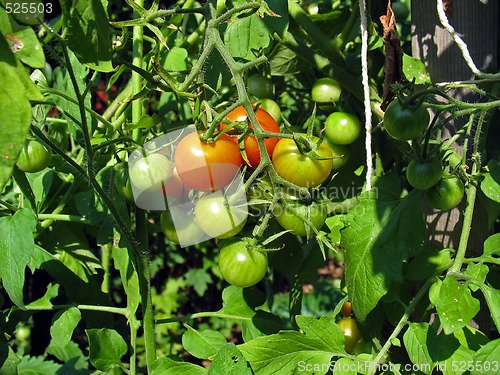 Image of tomato cluster