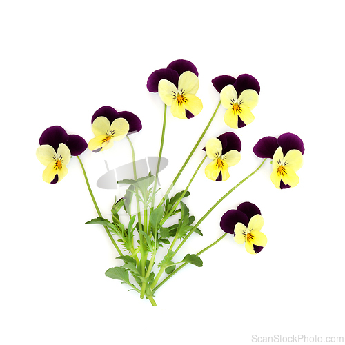 Image of Purple Yellow Pansy Flower Plant Panola Variety