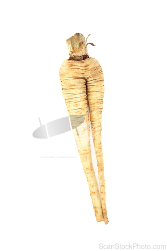 Image of Forked and Misshaped Parsnip Vegetable