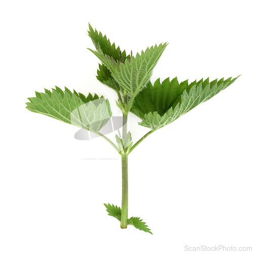 Image of Nettle Leaves used in Natural Alternative Herbal Medicine