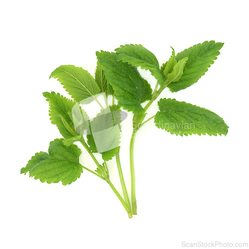 Image of Lemon Balm Herb Plant Natural Herbal Medicine