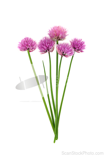 Image of Chive Blossom Natural Herbal Medicine