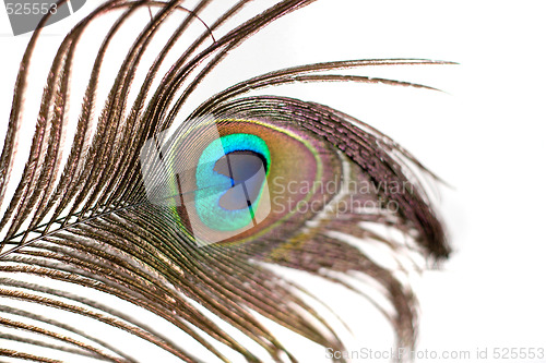 Image of Isolated Peacock Feather