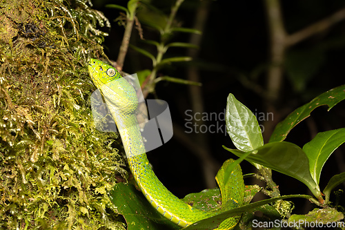 Image of Bothriechis lateralis, Green green snake, Santa Elena, Costa Rica wildlife