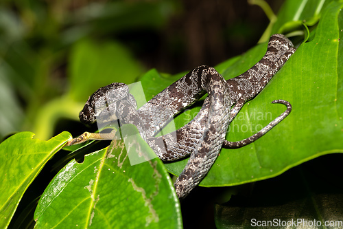 Image of Clouded snake (Sibon nebulatus), Tortuguero, Costa Rica wildlife