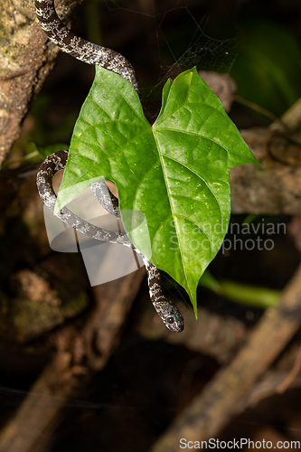 Image of Clouded snake (Sibon nebulatus), Tortuguero, Costa Rica wildlife