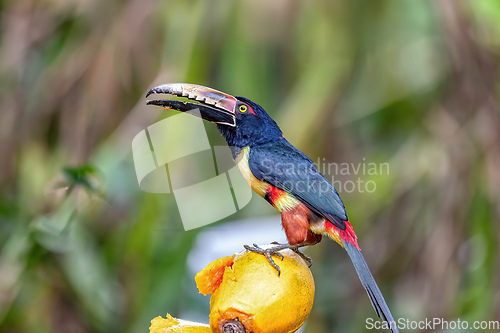 Image of Collared aracari, Pteroglossus torquatus. Bird in the toucan family. Tortuguero, Wildlife and birdwatching in Costa Rica.