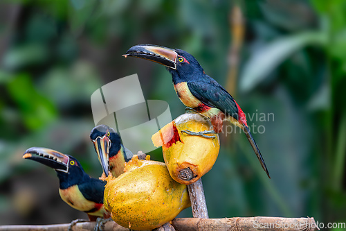 Image of Collared aracari, Pteroglossus torquatus. Bird in the toucan family. Tortuguero, Wildlife and birdwatching in Costa Rica.