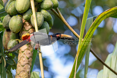 Image of Collared aracari, Pteroglossus torquatus. Bird in the toucan family. Tortuguero, Wildlife and birdwatching in Costa Rica.