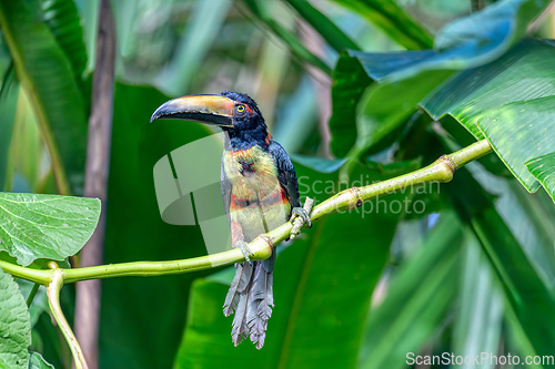 Image of Collared aracari, Pteroglossus torquatus. Bird in the toucan family. Tortuguero, Wildlife and birdwatching in Costa Rica.