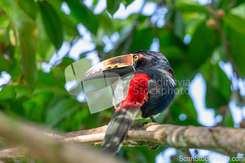 Image of Collared aracari, Pteroglossus torquatus. Bird in the toucan family. Tortuguero, Wildlife and birdwatching in Costa Rica.