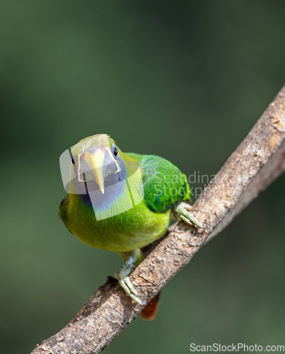 Image of Emerald toucanet (Aulacorhynchus prasinus), San Gerardo, Costa Rica