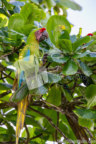 Image of Great green macaw, Ara ambiguus. Tortuguero, Wildlife and birdwatching in Costa Rica.