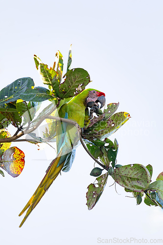 Image of Great green macaw, Ara ambiguus. Tortuguero, Wildlife and birdwatching in Costa Rica.