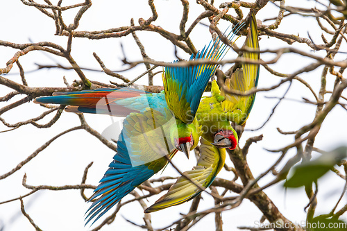 Image of Great green macaw, Ara ambiguus. Tortuguero, Wildlife and birdwatching in Costa Rica.