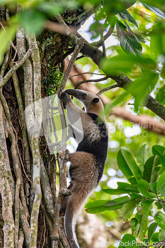 Image of Northern tamandua, Tortuguero Cero, Costa Rica wildlife
