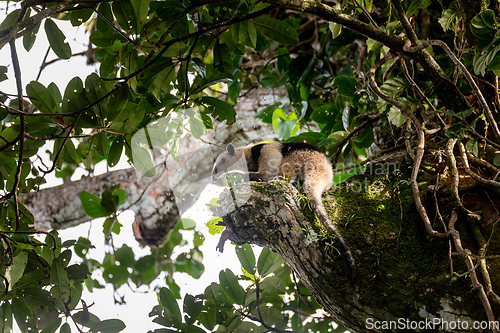 Image of Northern tamandua, Tortuguero Cero, Costa Rica wildlife