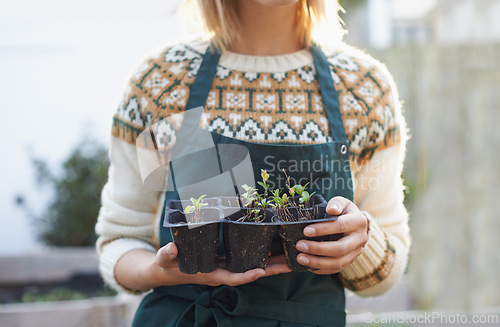 Image of Gardening, seedling and hands of woman with plants for landscaping, planting flowers and growth. Agriculture, nature and person for outdoor environment, growing vegetables and nursery in backyard