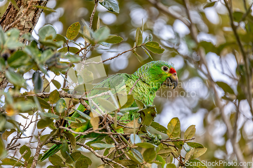 Image of Red-lored amazon or red-lored parrot, Curubande, Costa Rica