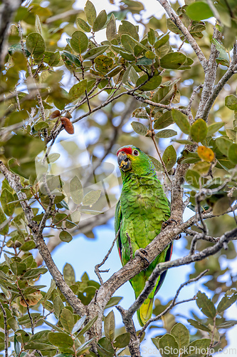 Image of Red-lored amazon or red-lored parrot, Curubande, Costa Rica