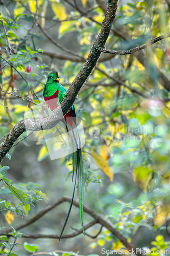 Image of Resplendent quetzal, Pharomachrus mocinno, San Gerardo de Dota, Wildlife and bird watching in Costa Rica.