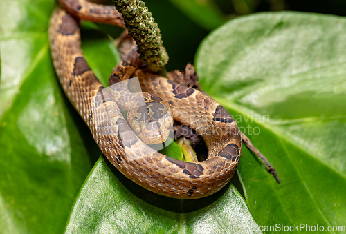 Image of Small-spotted Cat-eyed Snake, Leptodeira polysticta, Tortuguero, Costa Rica