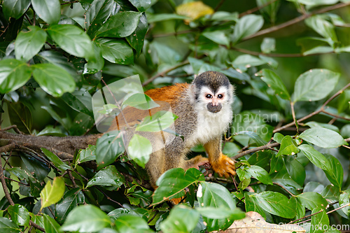 Image of Central American squirrel monkey, Saimiri oerstedii, Quepos, Costa Rica wildlife