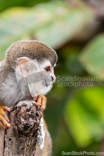 Image of Central American squirrel monkey, Saimiri oerstedii, Quepos, Costa Rica wildlife