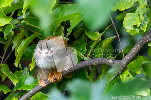 Image of Central American squirrel monkey, Saimiri oerstedii, Quepos, Costa Rica wildlife