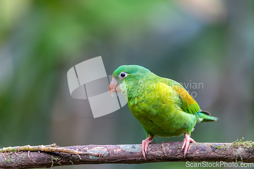 Image of Small green parrot Tirika tovi - Brotogeris jugularis, tirika tovi. La Fortuna, Volcano Arenal,Costa Rica.