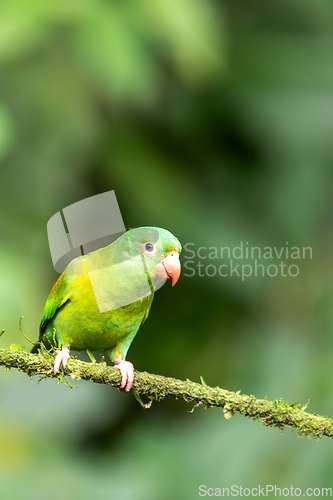 Image of Small green parrot Tirika tovi - Brotogeris jugularis, tirika tovi. La Fortuna, Volcano Arenal,Costa Rica.