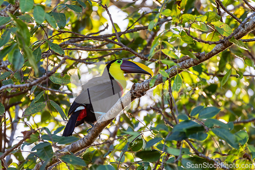 Image of Yellow-throated toucan, Ramphastos ambiguus. Tortuguero, Wildlife and birdwatching in Costa Rica.