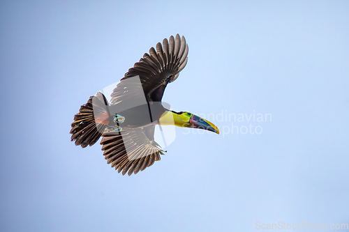 Image of Yellow-throated toucan, Ramphastos ambiguus. Tortuguero, Wildlife and birdwatching in Costa Rica.