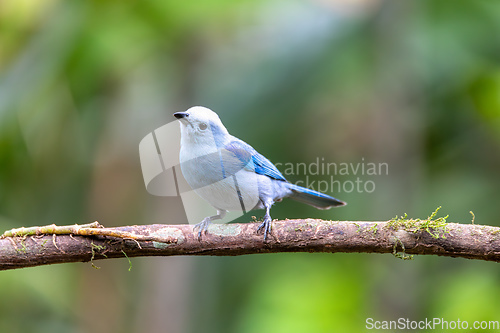 Image of Blue-gray tanager, Thraupis episcopus, La Fortuna Volcano Arenal, Costa Rica wildlife