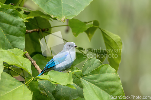 Image of Blue-gray tanager, Thraupis episcopus, La Fortuna Volcano Arenal, Costa Rica wildlife