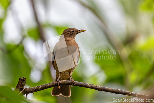 Image of Bird Clay-colored Thrush, Turdus grayi. La Fortuna, Volcano Arenal, Costa Rica Wildlife