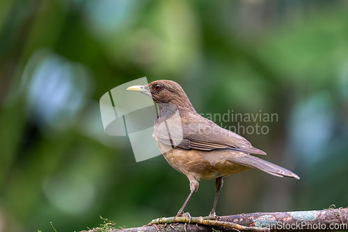 Image of Bird Clay-colored Thrush, Turdus grayi. La Fortuna, Volcano Arenal, Costa Rica Wildlife